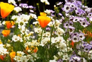 native plant collage