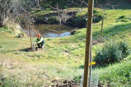 Planting Tree near Creek